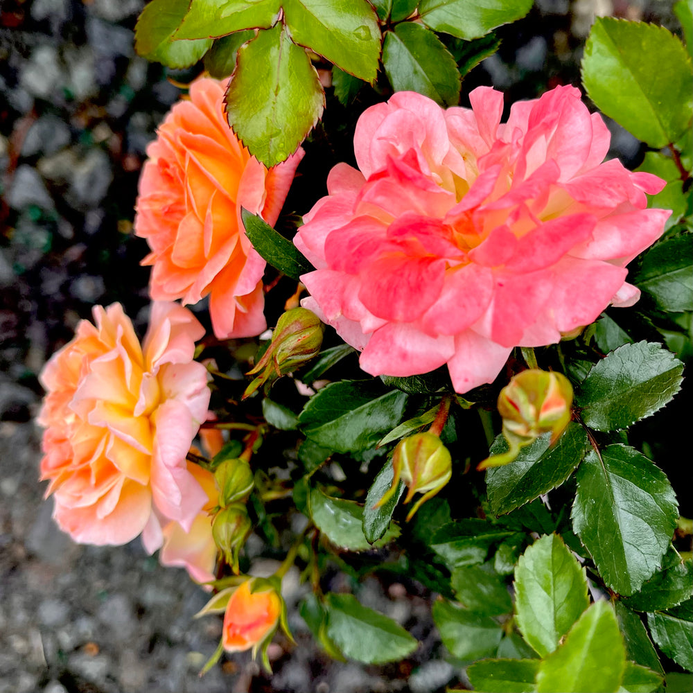 Peach Drift® Rose 3 gallon container Lots of Plants