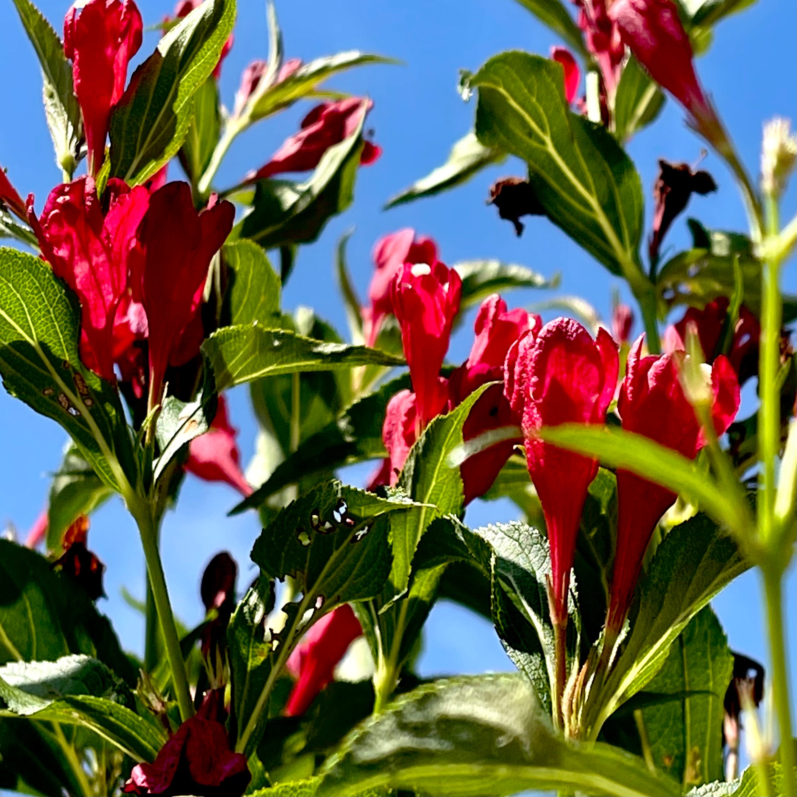 Sonic Bloom Red Weigela- 3 Gallon