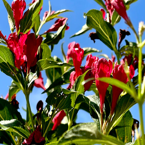 Sonic Bloom Red Weigela- 3 Gallon