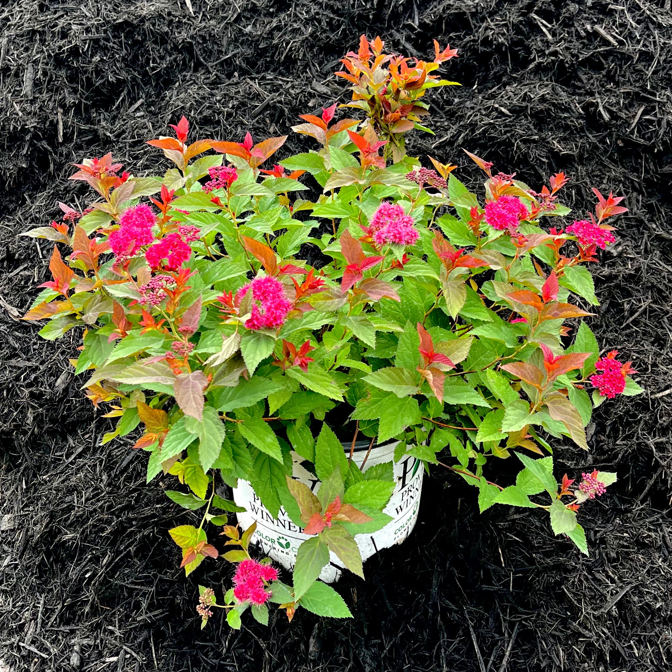 Double Play Doozie® Spirea