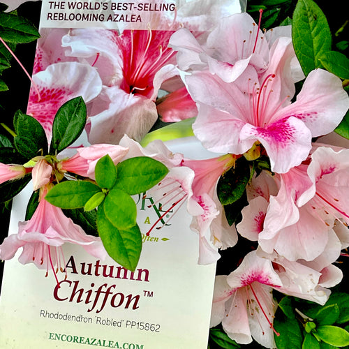 Autumn Chiffon® Encore Azalea