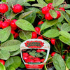 Cherry Berries™ Wintergreen