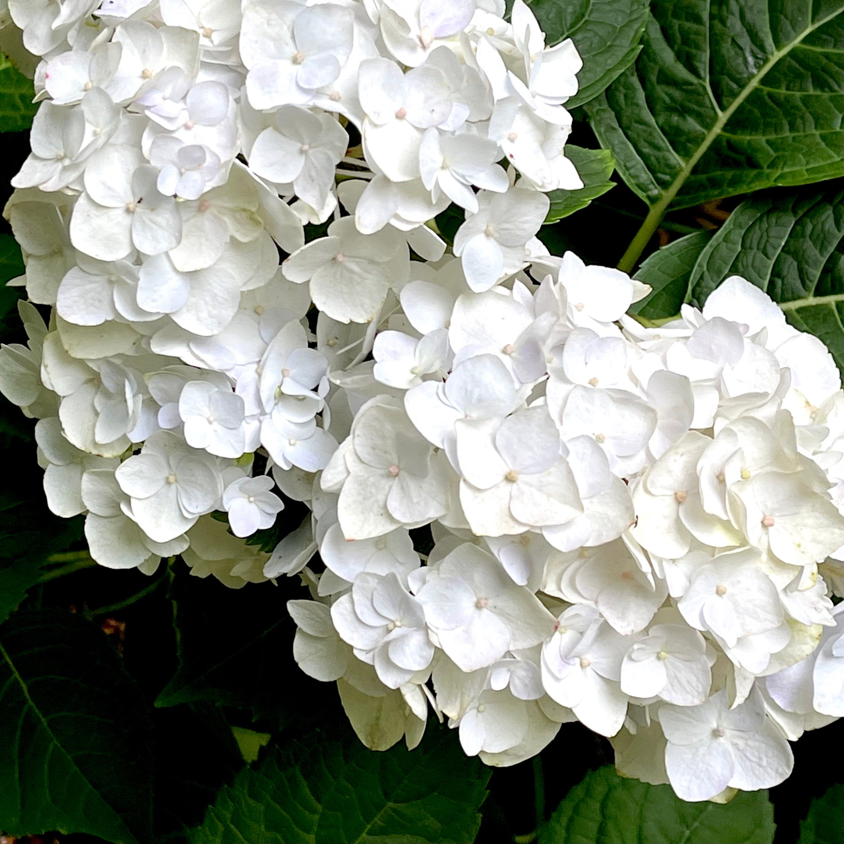 3 Hydrangea mac Double Delights 'Wedding Gown'/ White Bigleaf Lacecap  Rebloom - Bates Nursery & Garden Center