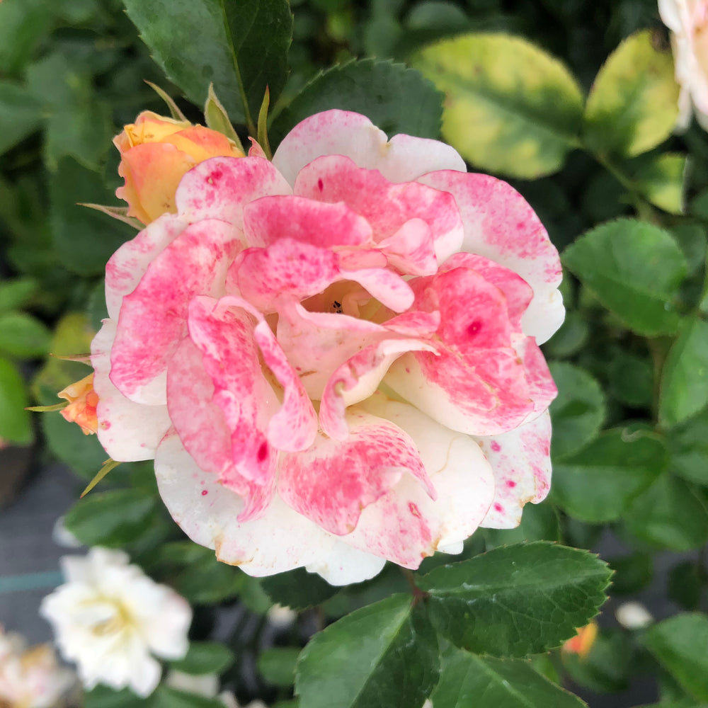 Popcorn Drift® Rose - 3 gallon container – Lots of Plants