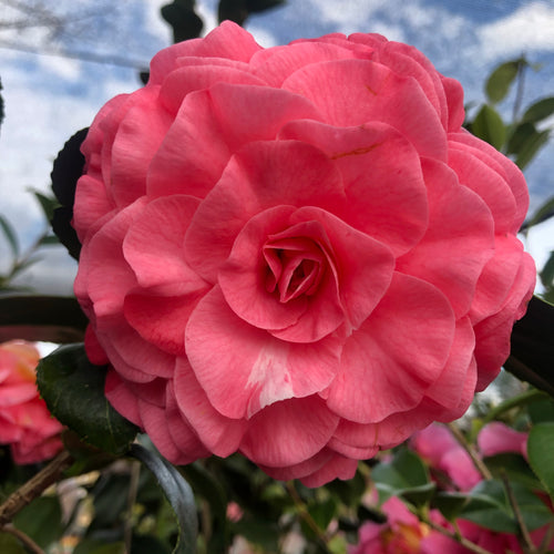 In the Pink Camellia