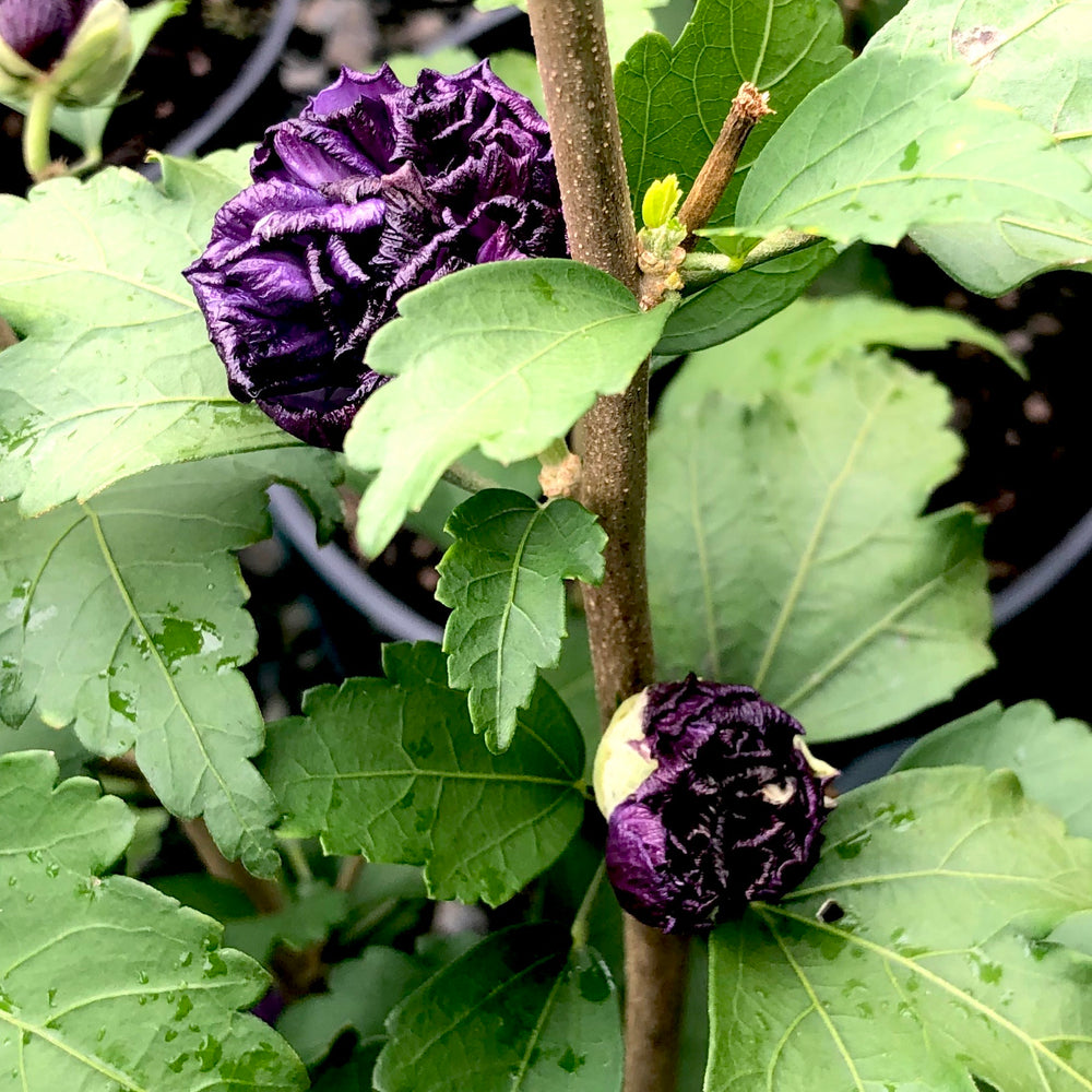 Blueberry Smoothie™ Hibiscus Rose Of Sharon 3 Gallon Container