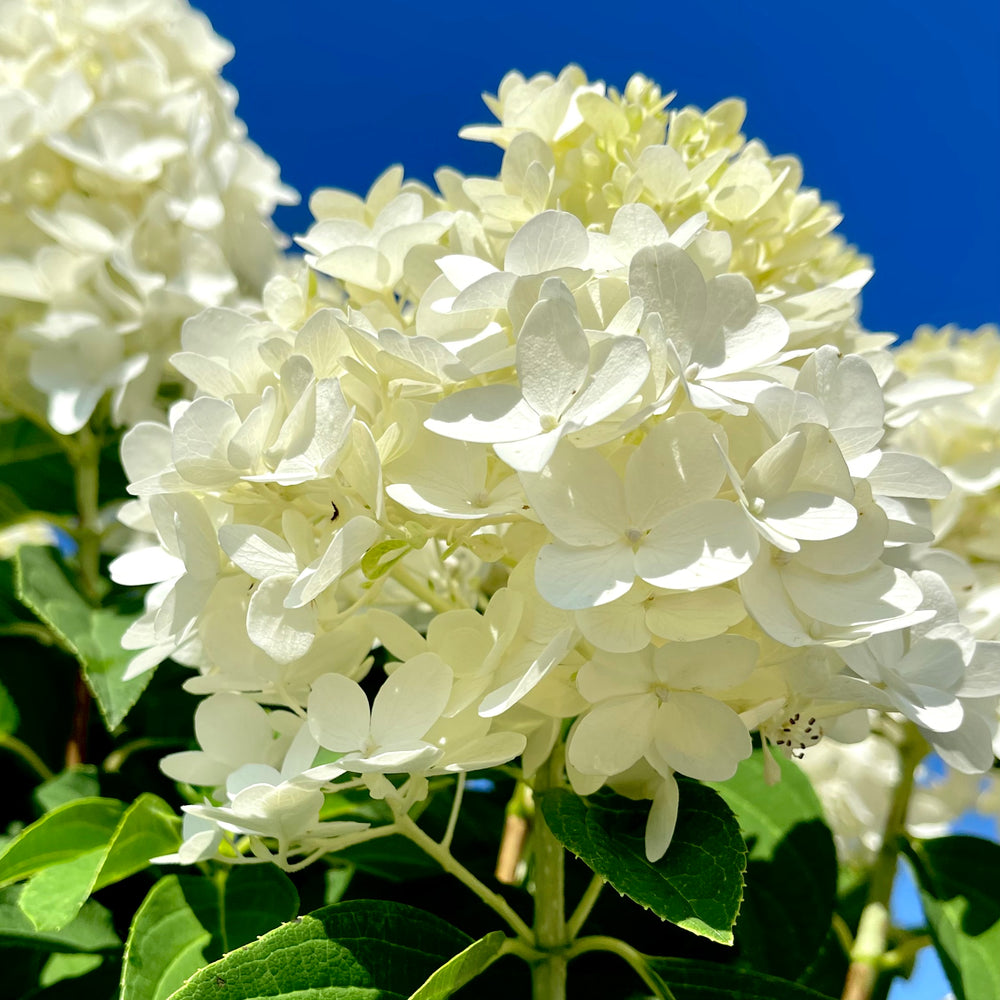 White Wedding Hydrangea - 3 or 7 gallon container – Lots of Plants