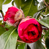 April Tryst Camellia