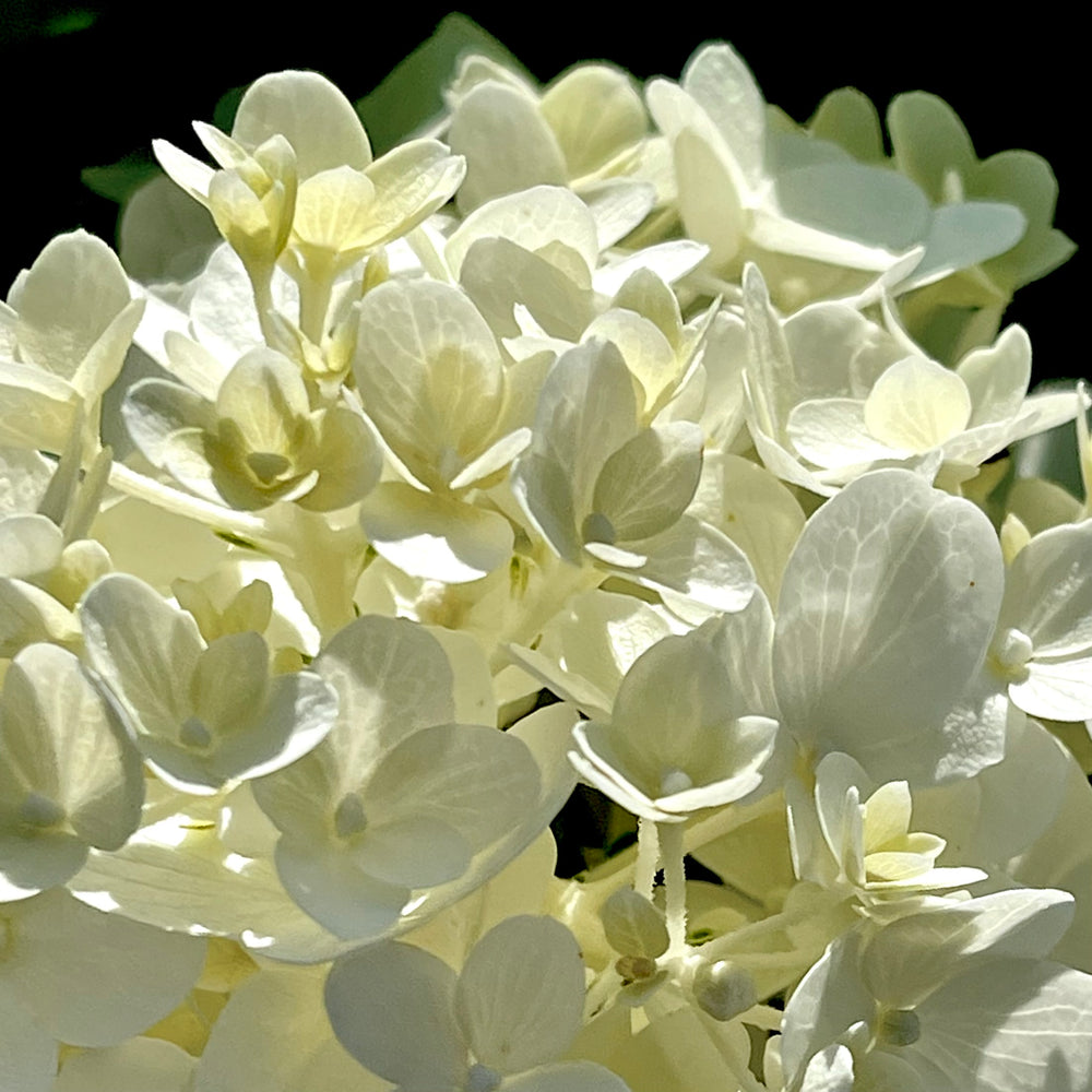 White Wedding Hydrangea - 3 gallon container – Lots of Plants