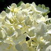 White Wedding® Hydrangea