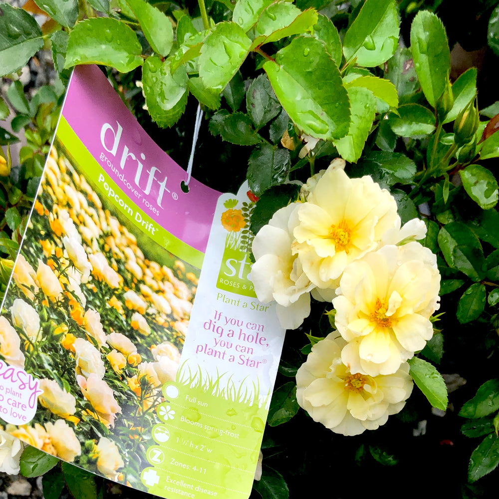 Popcorn Drift® Rose 3 gallon container Lots of Plants