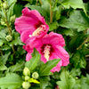 Lil' Kim® Red Hibiscus 'Rose of Sharon'