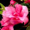 Autumn Rouge® Encore Azalea