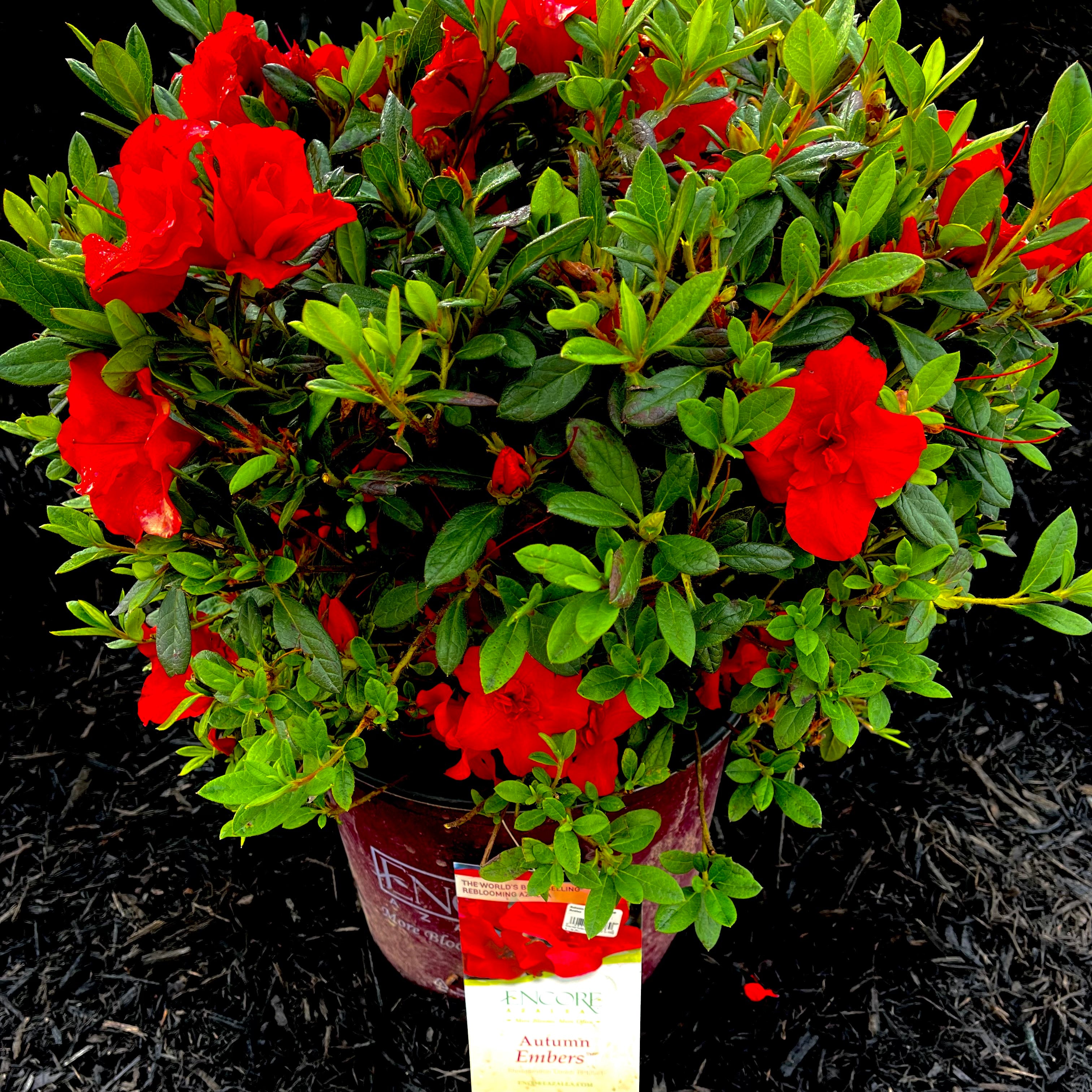 Autumn Embers Encore Azalea- 3 Gallon