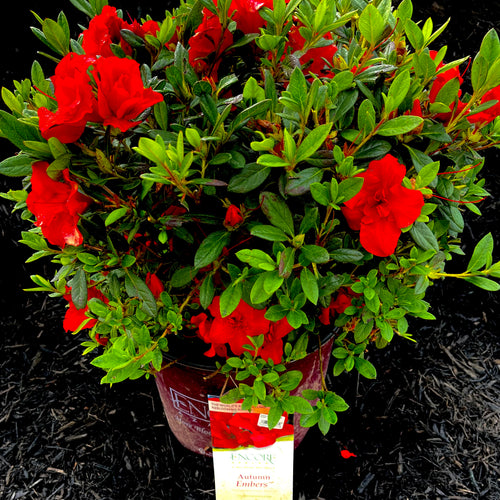 Autumn Embers Encore Azalea- 3 Gallon