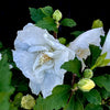 White Chiffon® Hibiscus 'Rose of Sharon'