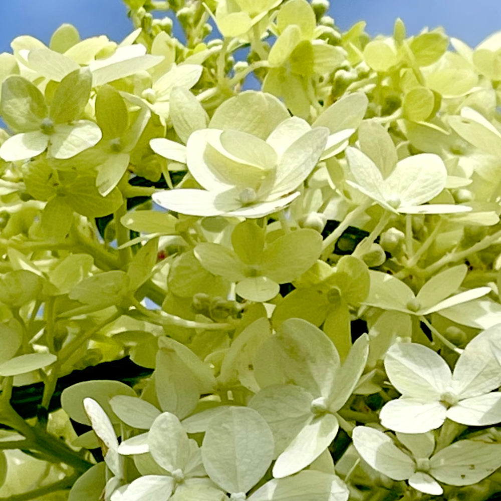 Limelight Hydrangea - 3 gallon container – Lots of Plants
