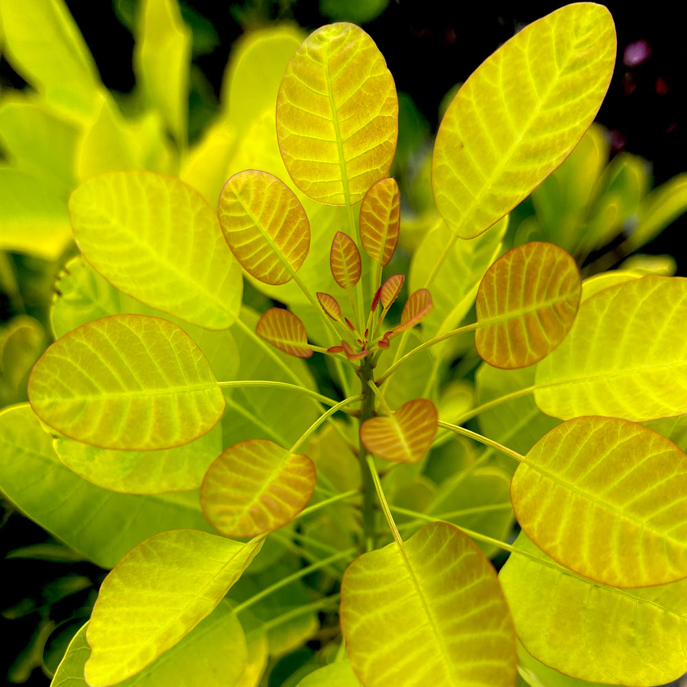 Winecraft Gold Smokebush 3 gallon container Lots of Plants