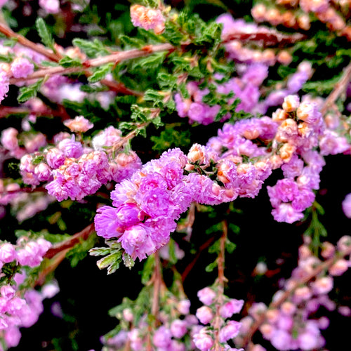 Kramer's Red Heather