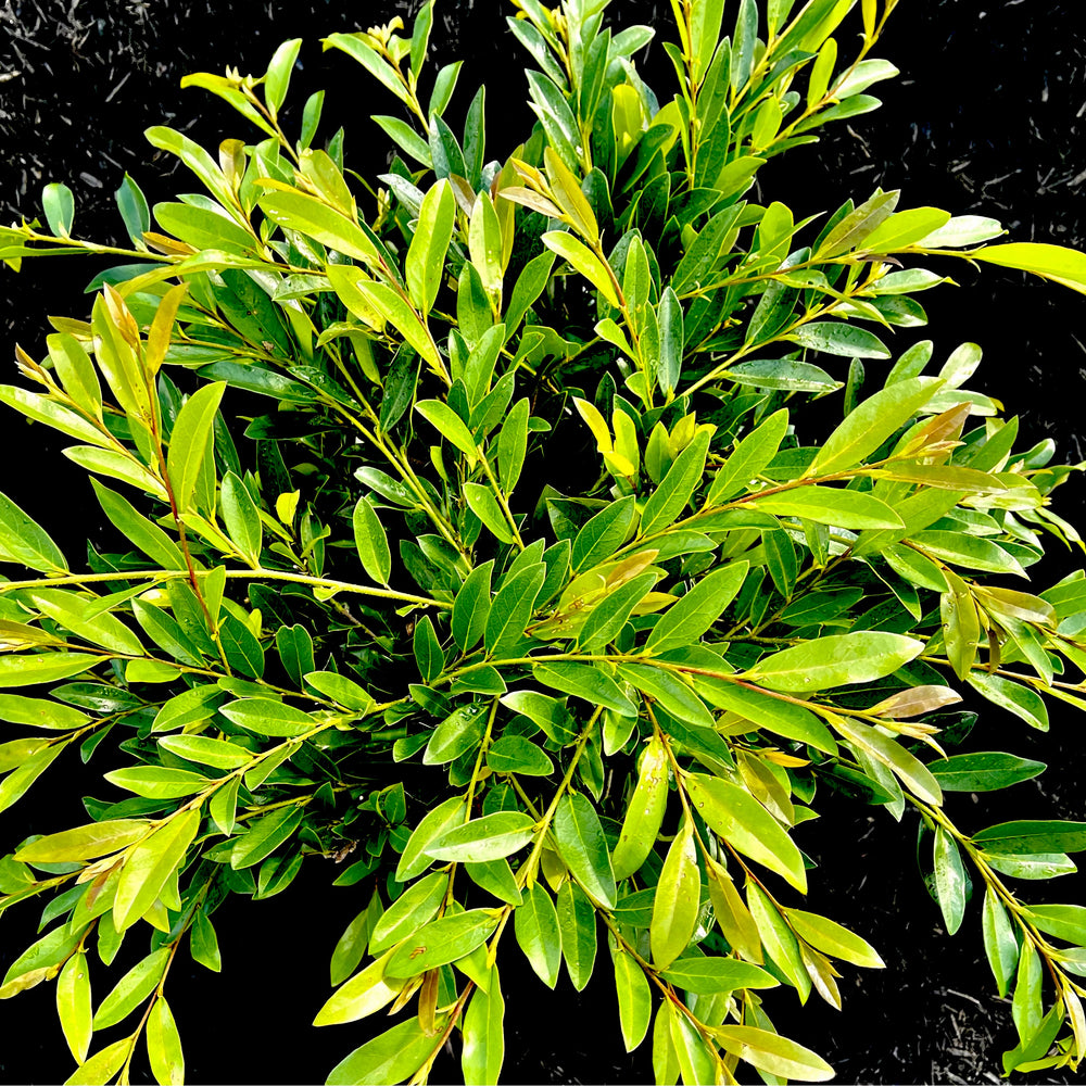 Vintage Jade™ Distylium 3 gallon container Lots of Plants