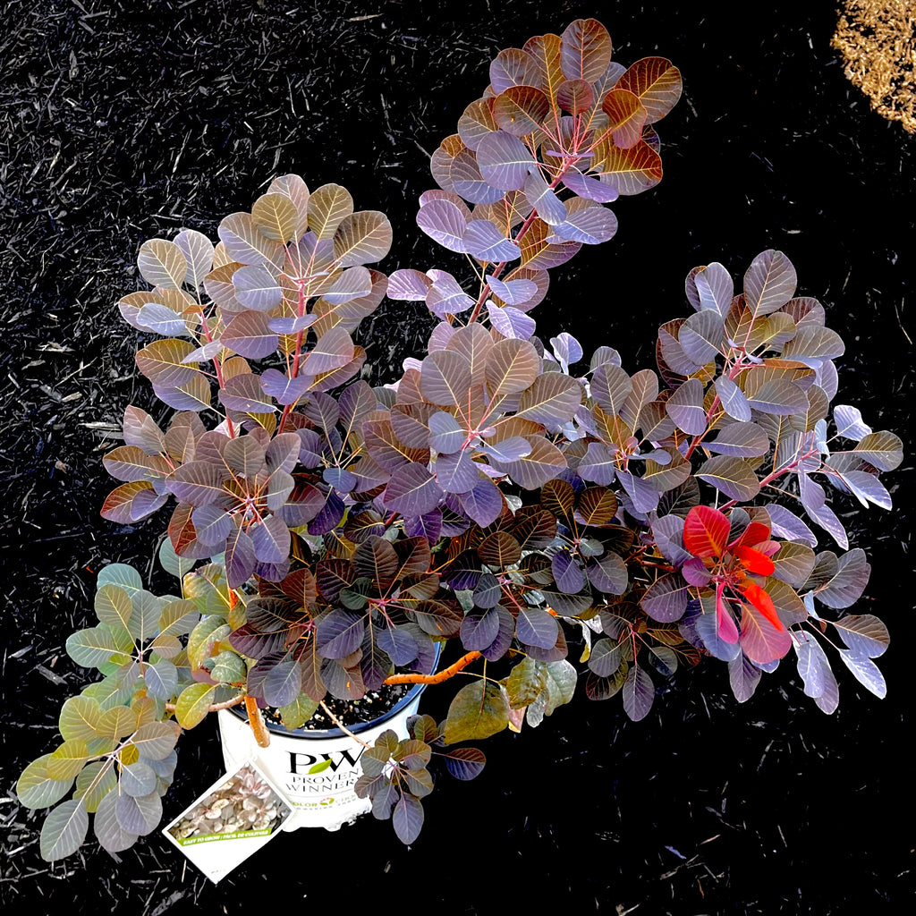 image_b4893dd8-4abc-4e2b-afd1-