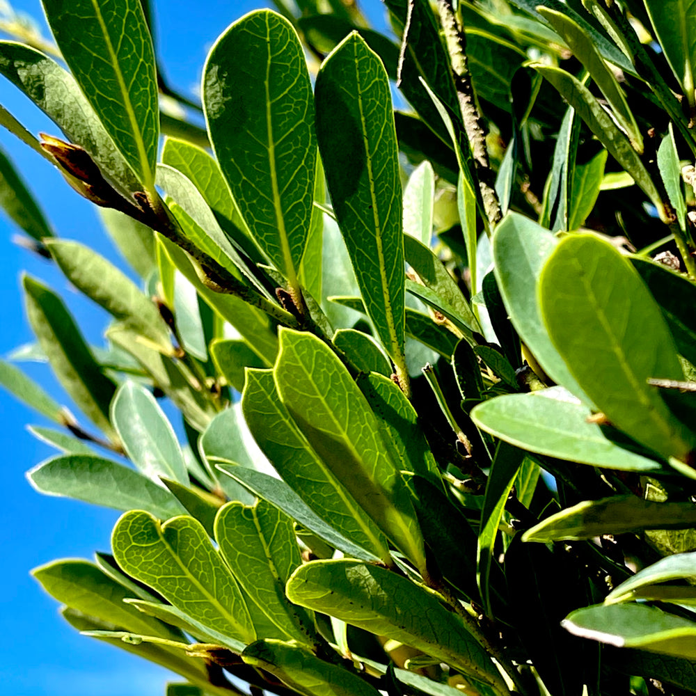 Cinnamon Girl™ Distylium Lots of Plants