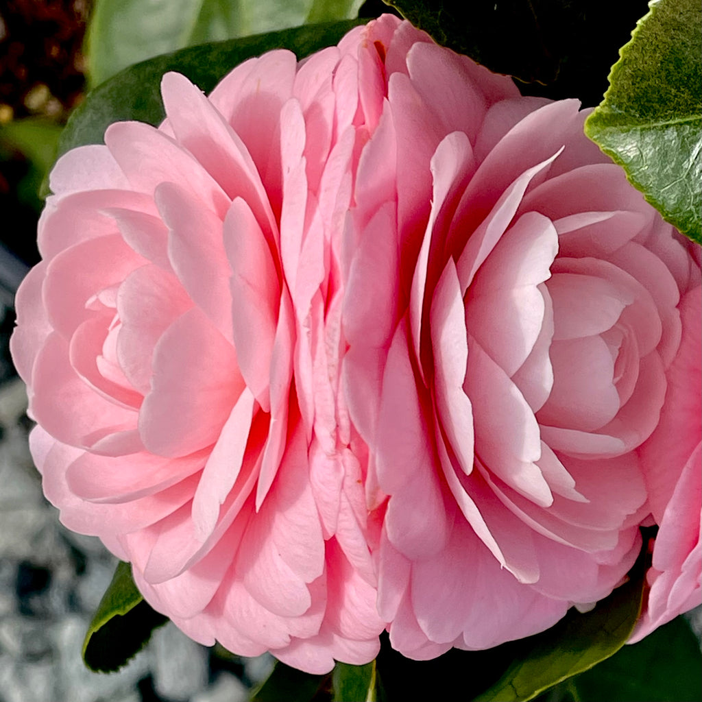 Pink Perfection Camellia - 3 gallon container – Lots of Plants