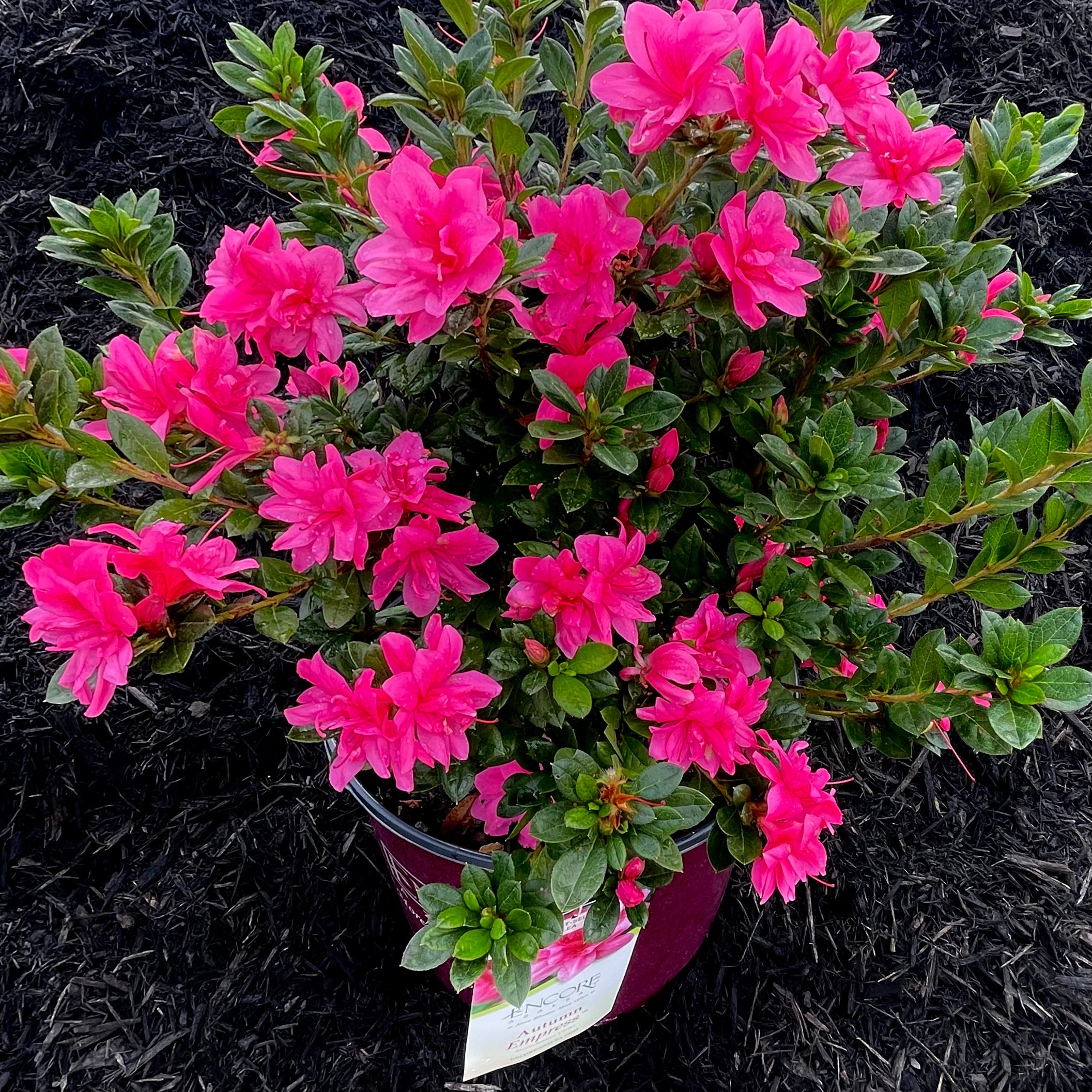 Autumn Empress Encore Azalea- 3 Gallon