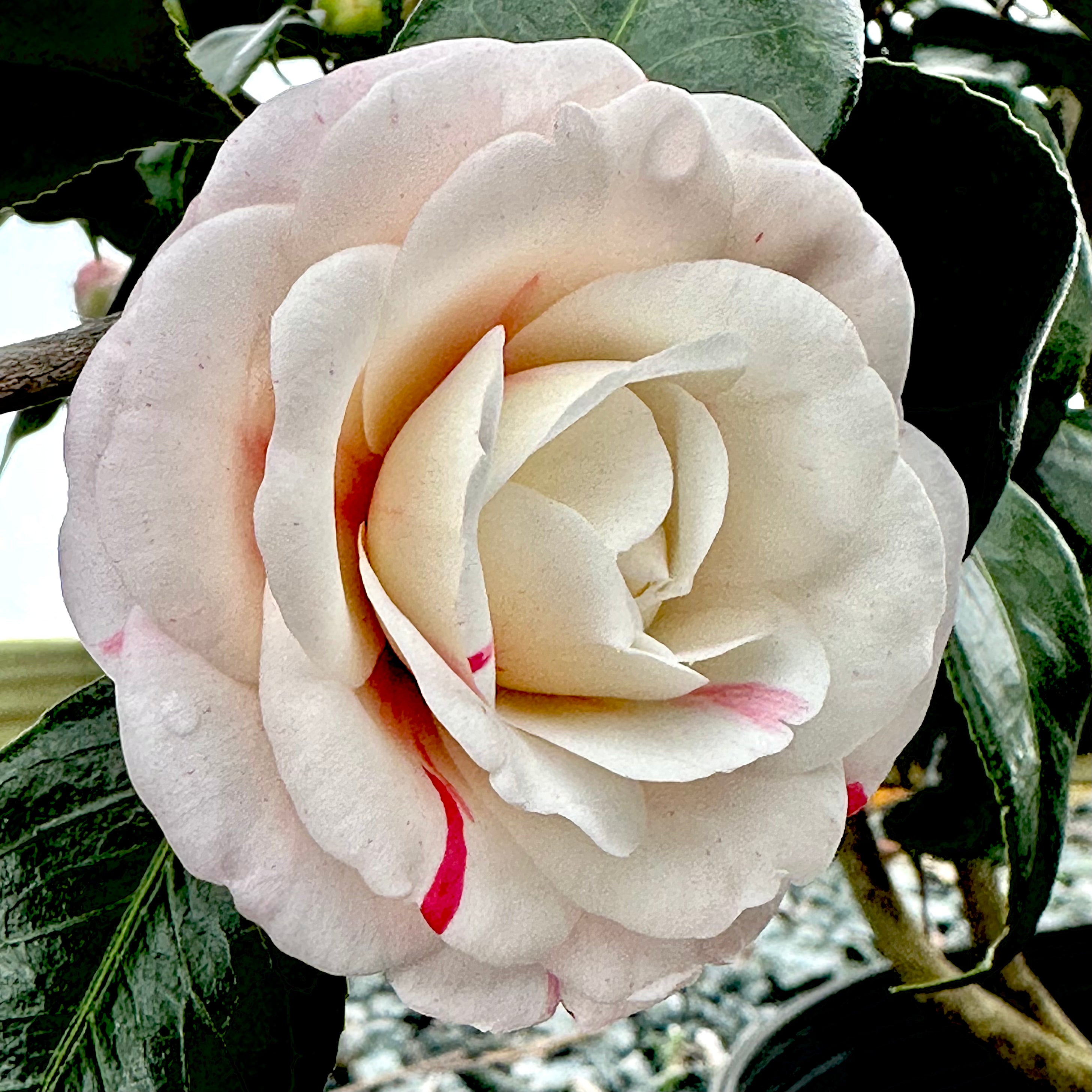 Grace Albritton Camellia