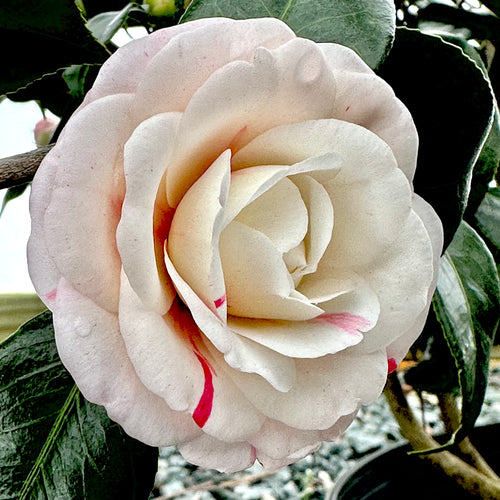 Grace Albritton Camellia