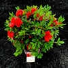 Autumn Princess® Encore Azalea