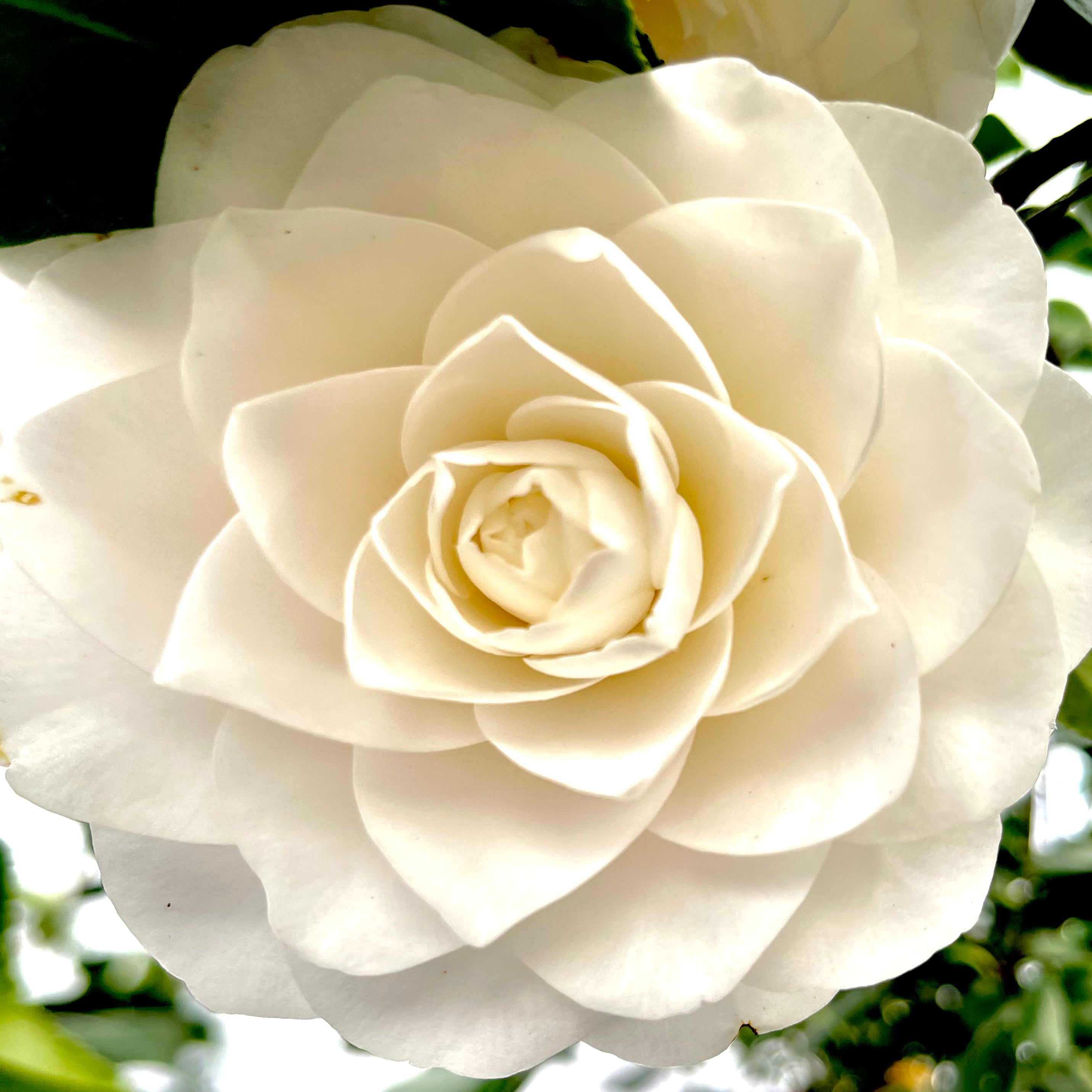 Seafoam Camellia- 3 Gallon