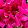 Nova Zembla Rhododendron