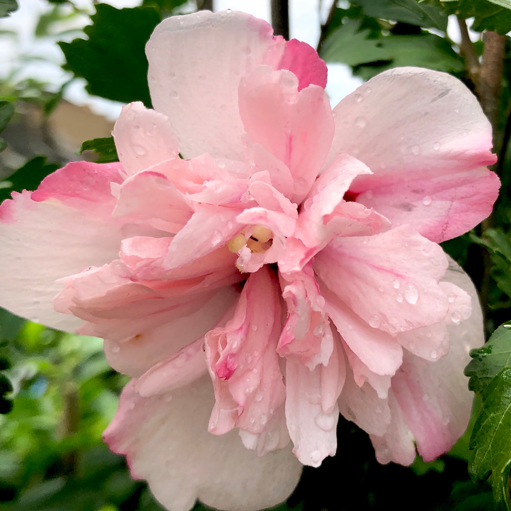 Peppermint Smoothie™ Hibiscus 'Rose of Sharon' - 3 gallon container ...