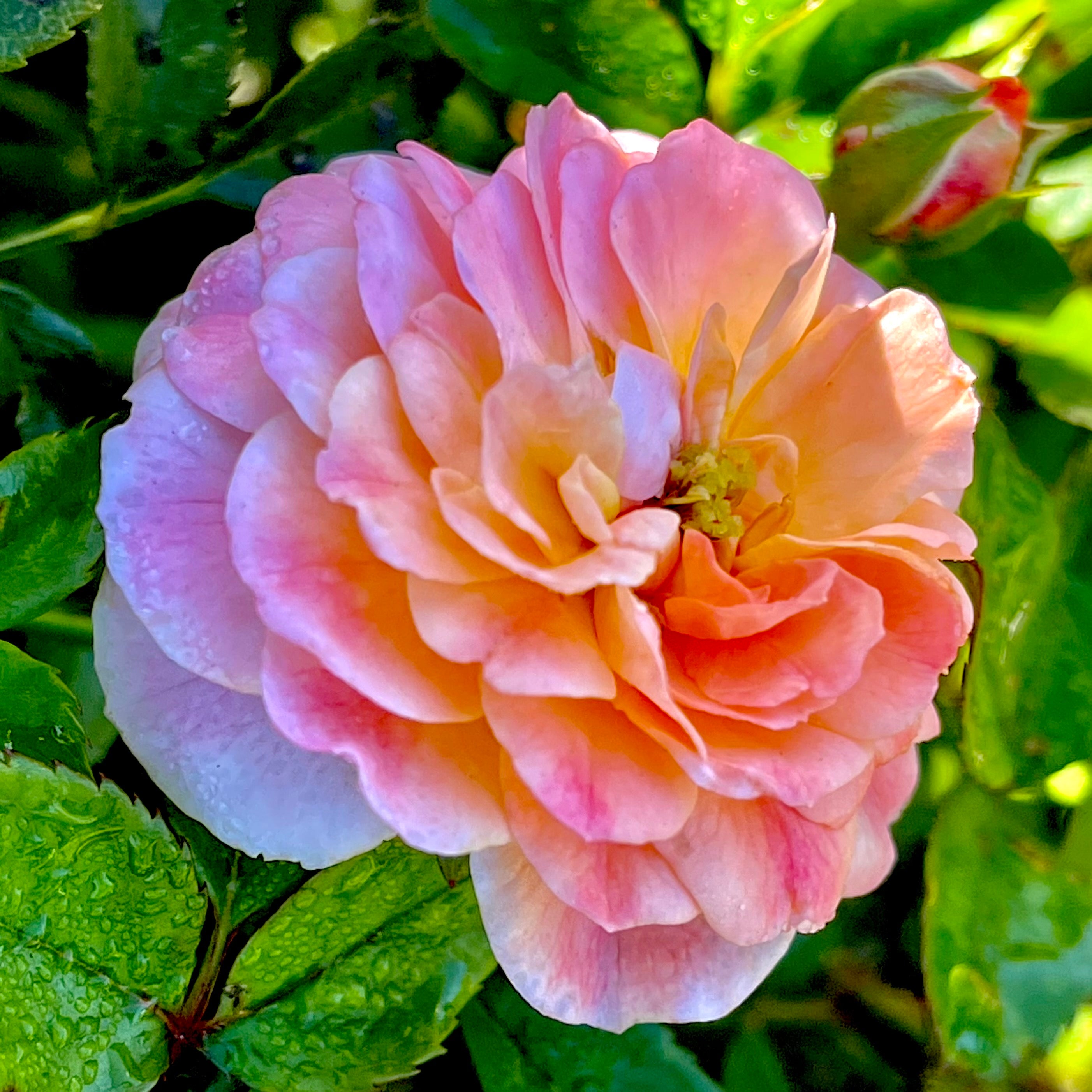 Apricot Drift® Rose - 3 gallon container – Lots of Plants