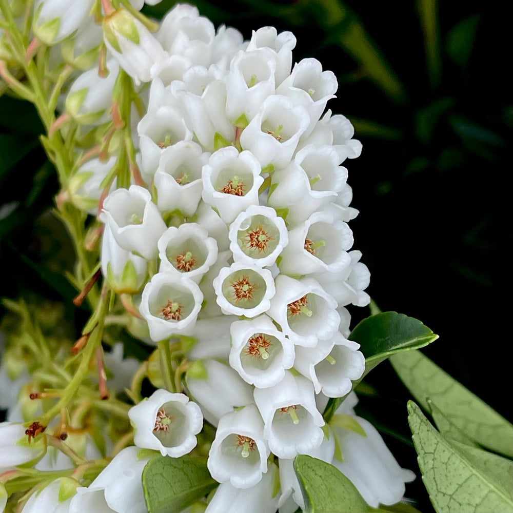 Prelude Pieris- 2 Gallon