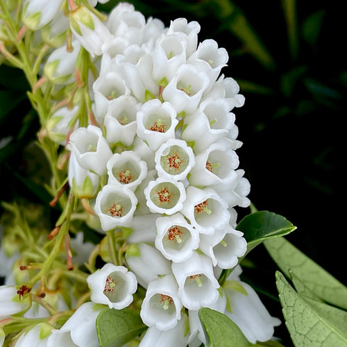 Prelude Pieris- 2 Gallon