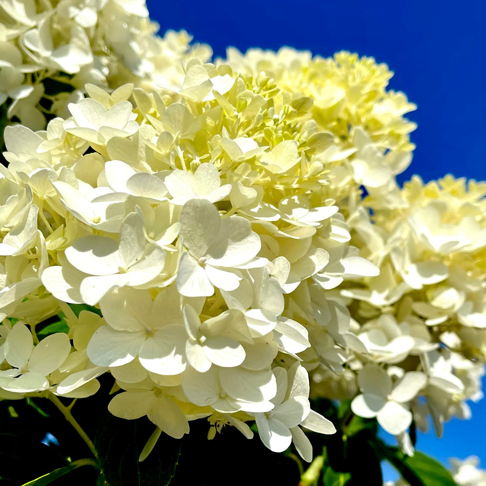 White Wedding Hydrangea - 3 Or 7 Gallon Container – Lots Of Plants