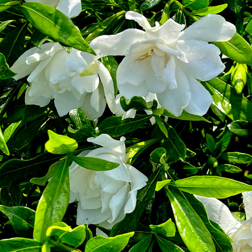 Snow Puff Gardenia- 3 Gallon