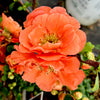 Double Take™ Peach Storm Quince