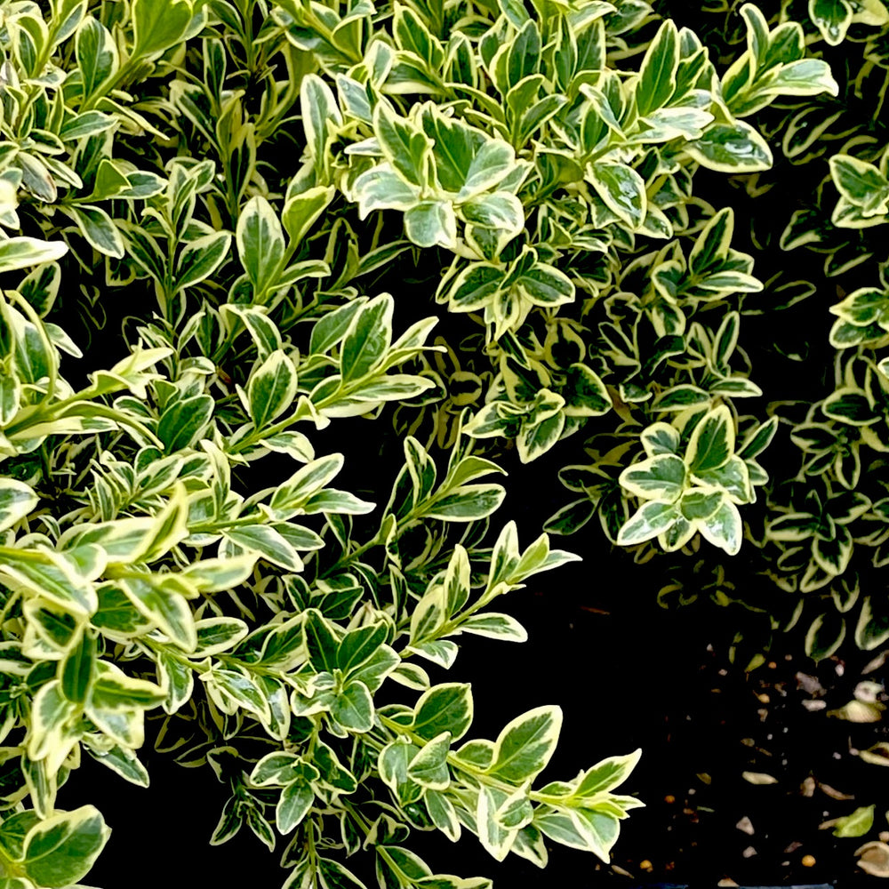 Variegated Boxwood - 2 gallon container – Lots of Plants