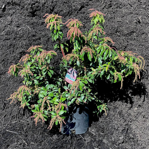 Mountain Fire Pieris- 3 Gallon