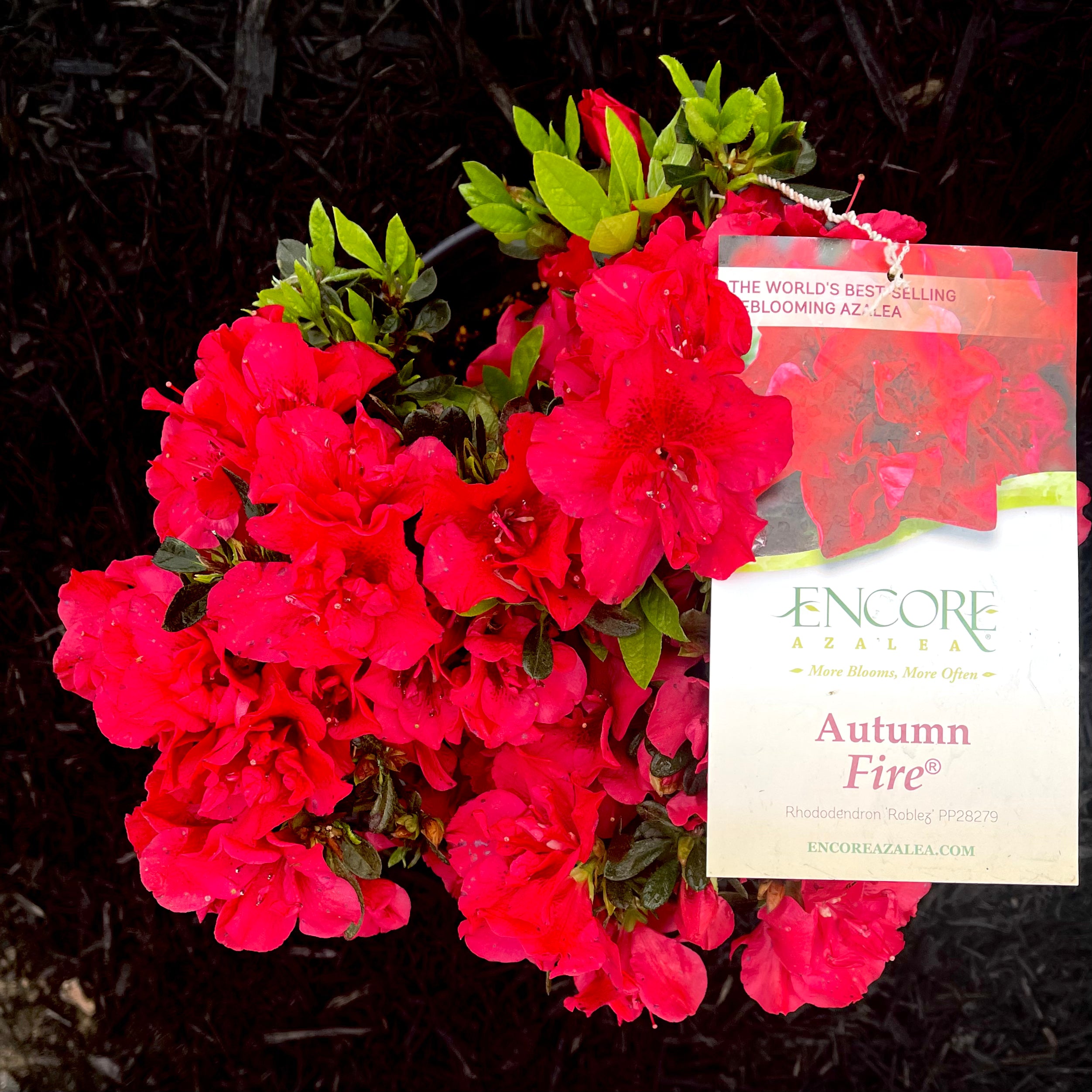 Autumn best sale fire azalea