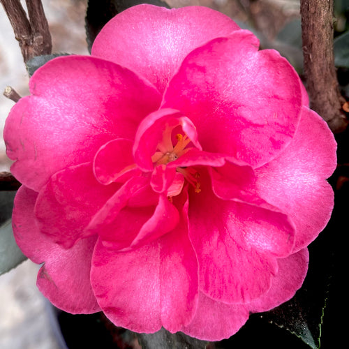 Kanjiro Camellia- 3 Gallon