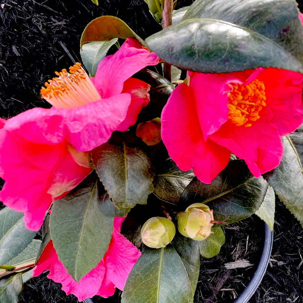 Spring's Promise Camellia - 3 gallon container – Lots of Plants