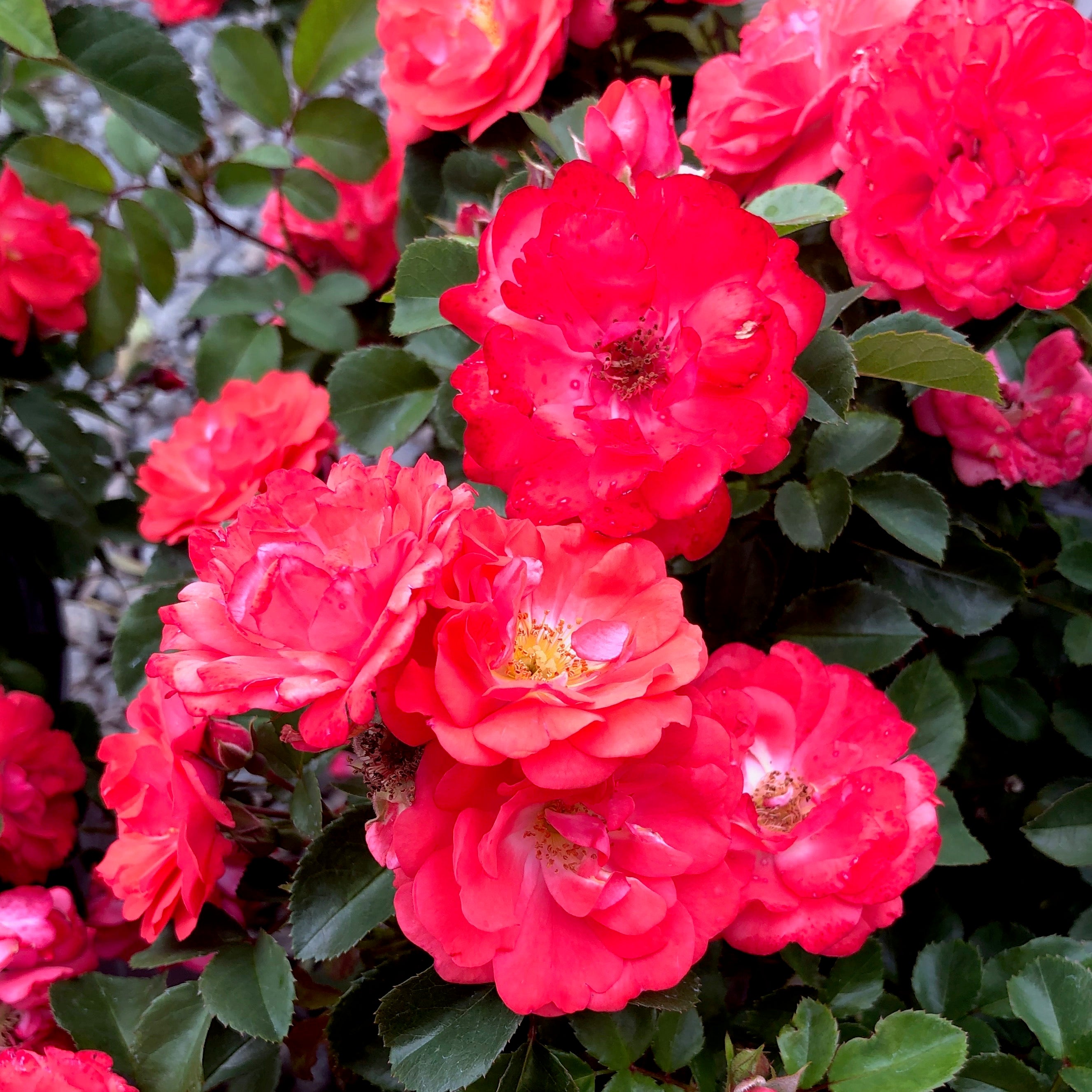 Corel Roses Coral Rose Bush
