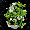 White Chiffon® Hibiscus 'Rose of Sharon'