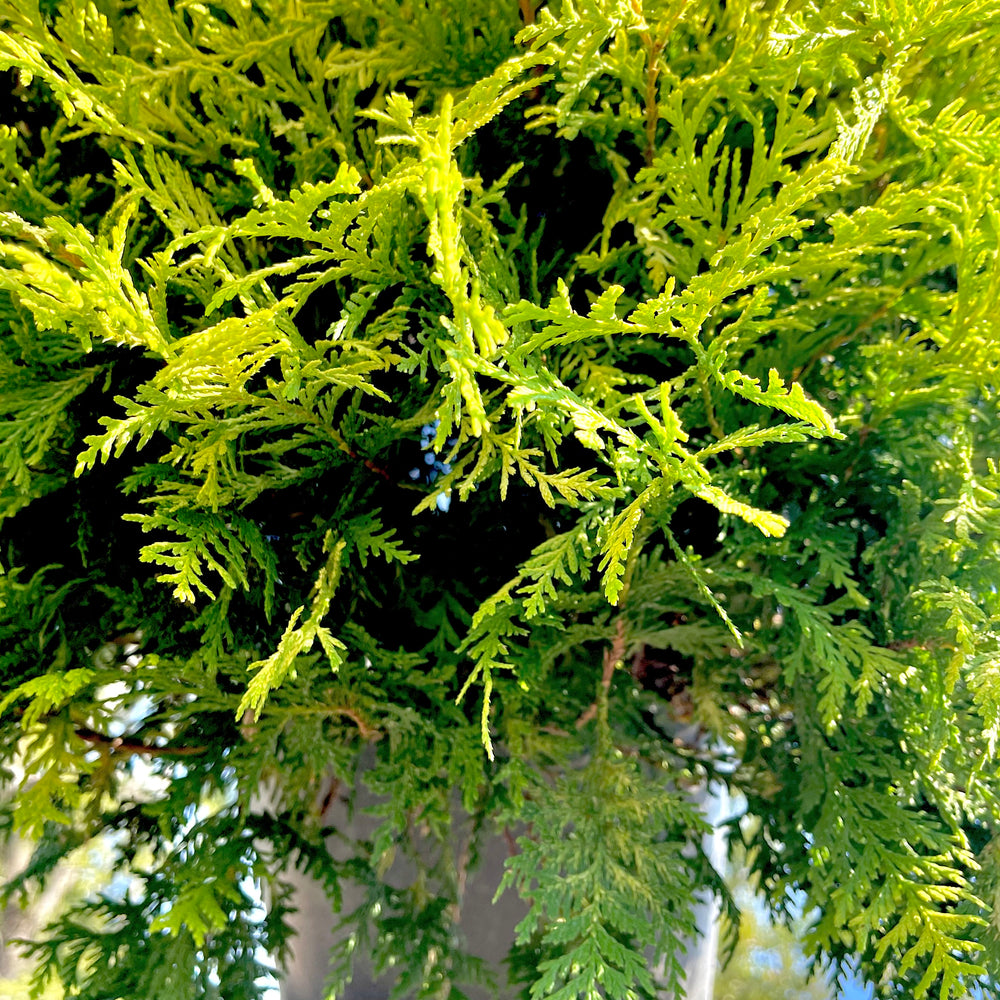 Vintage Gold Cypress 3 gallon container Lots of Plants