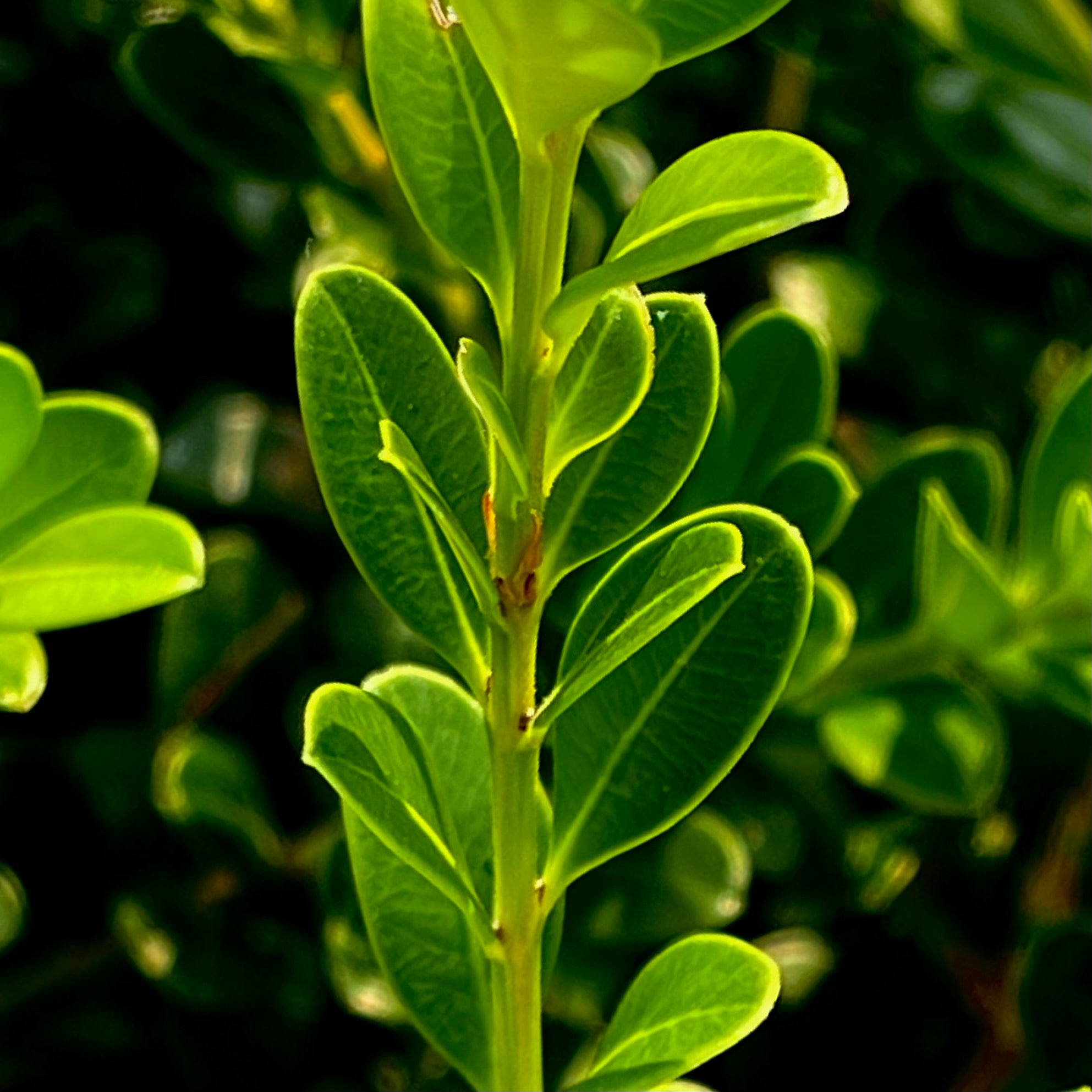 Bruxus Buxus Microphylla Leaf