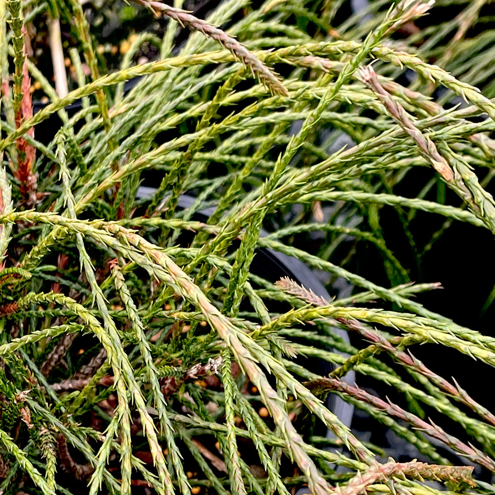 Whipcord Arborvitae - 2 gallon container – Lots of Plants